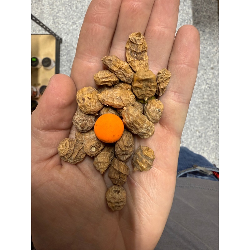 BCT XXL Tiger Nuts