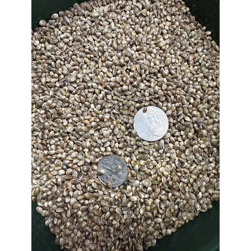 BCT Hemp Grain