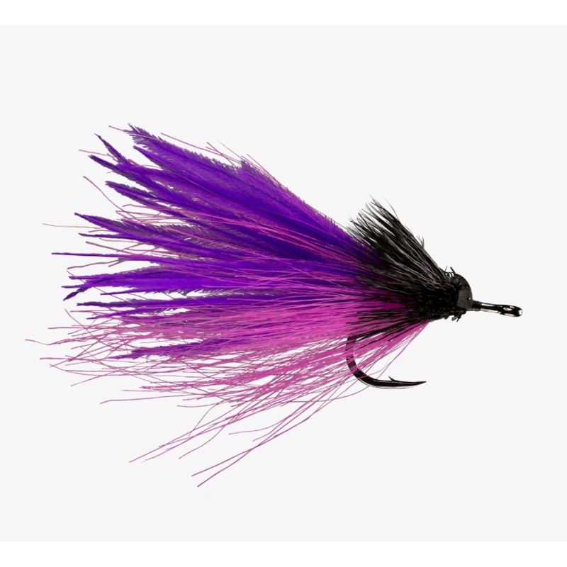 Dread Pirate - Rio Fly