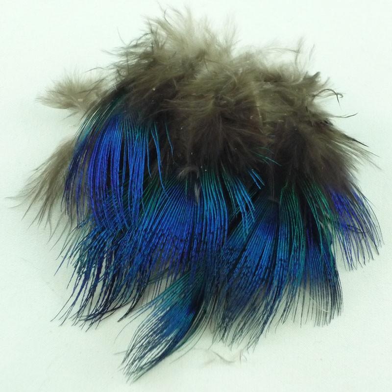 Peacock Feather
