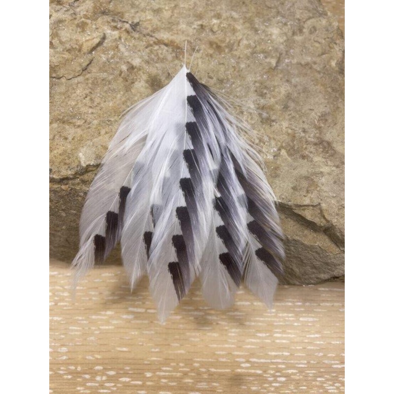 Galloups Fish Feathers  Shark Fin