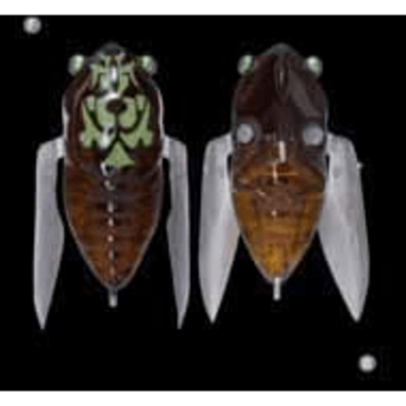 Megabass Siglett Cicada