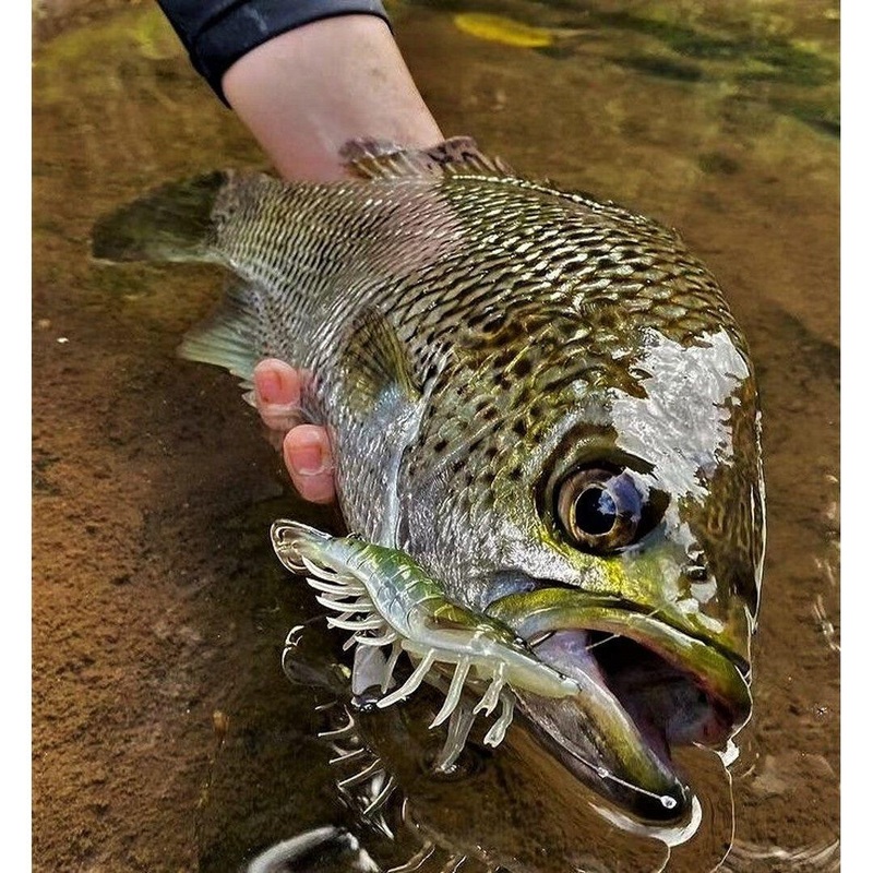 Live Target Live Shrimp Finesse Bait 95M