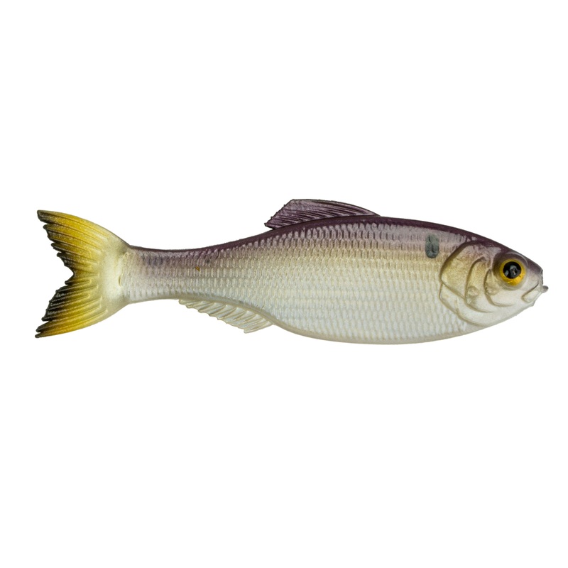 Panorama - Gizzard Gold