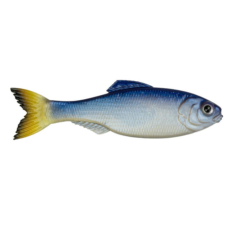 Panorama - Glass Minnow