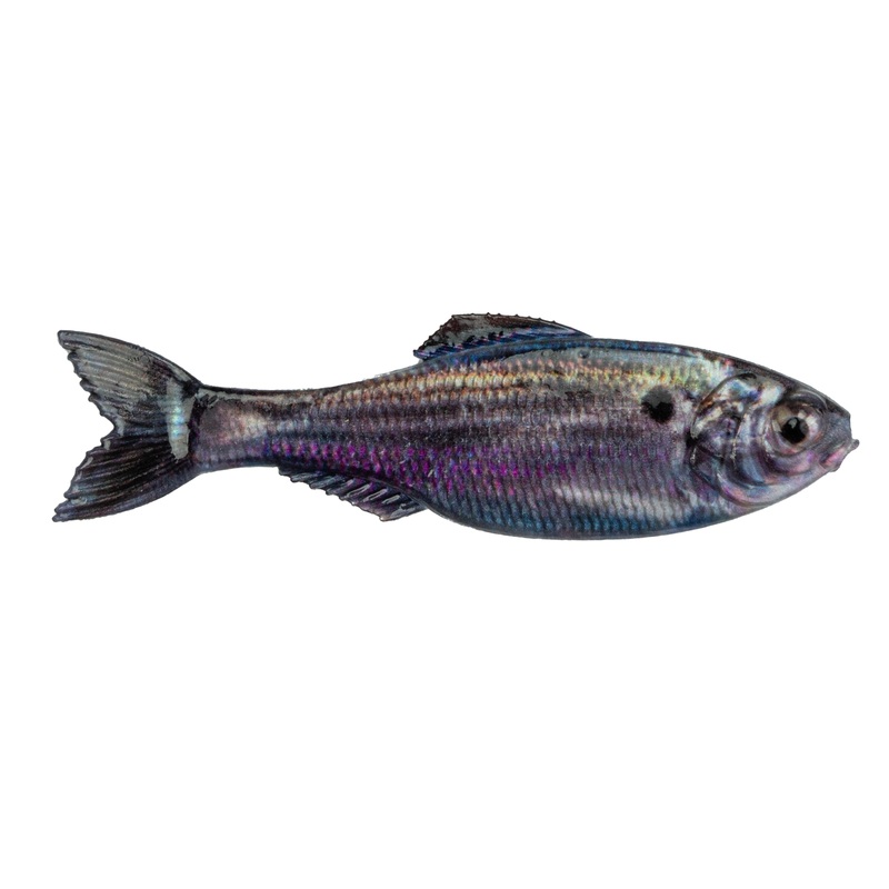 Panorama - Live Threadfin Shad