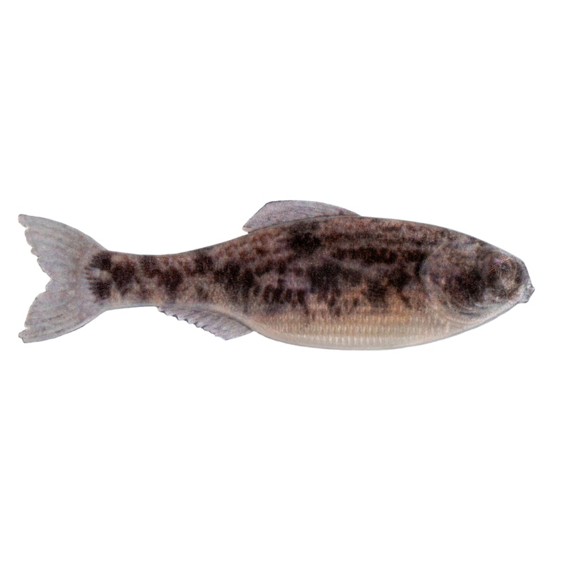Panorama - Live Goby