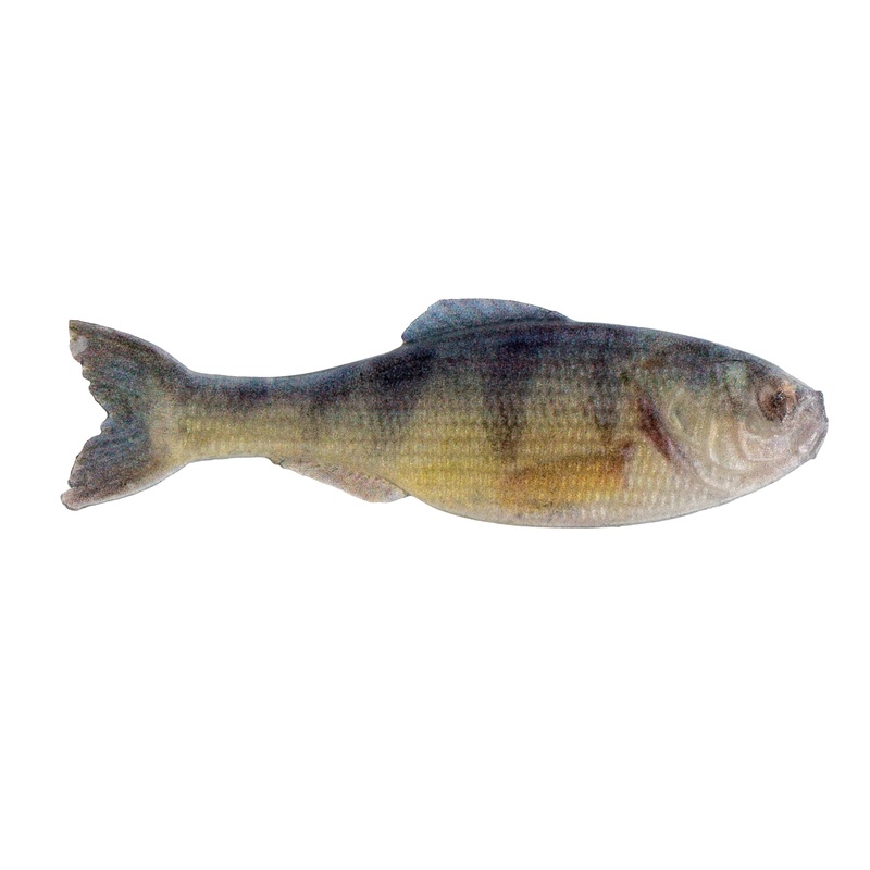 Panorama - Live Yellow Perch